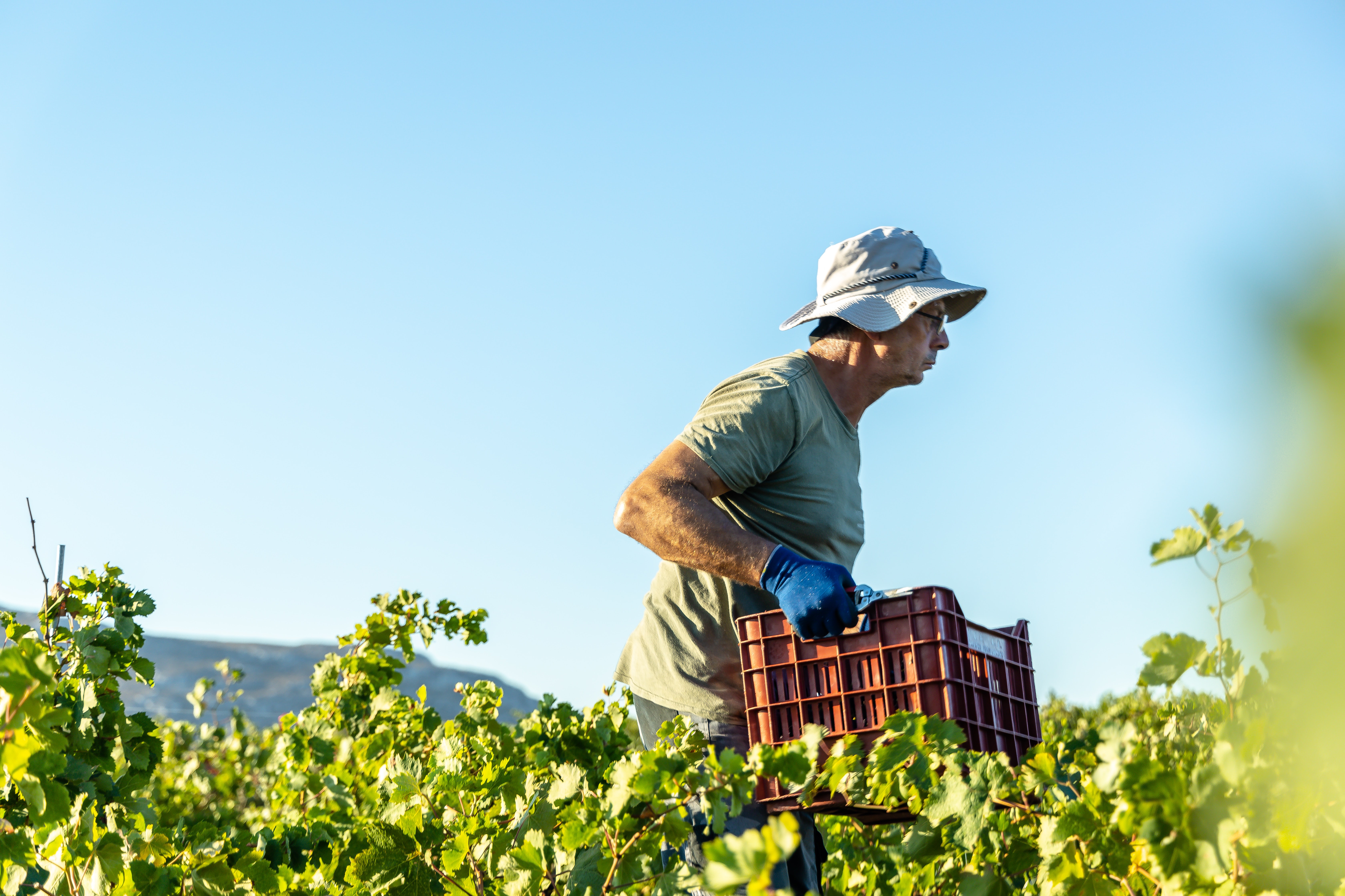 Imagen de Agricultura, migración y trabajo en el Chile actual