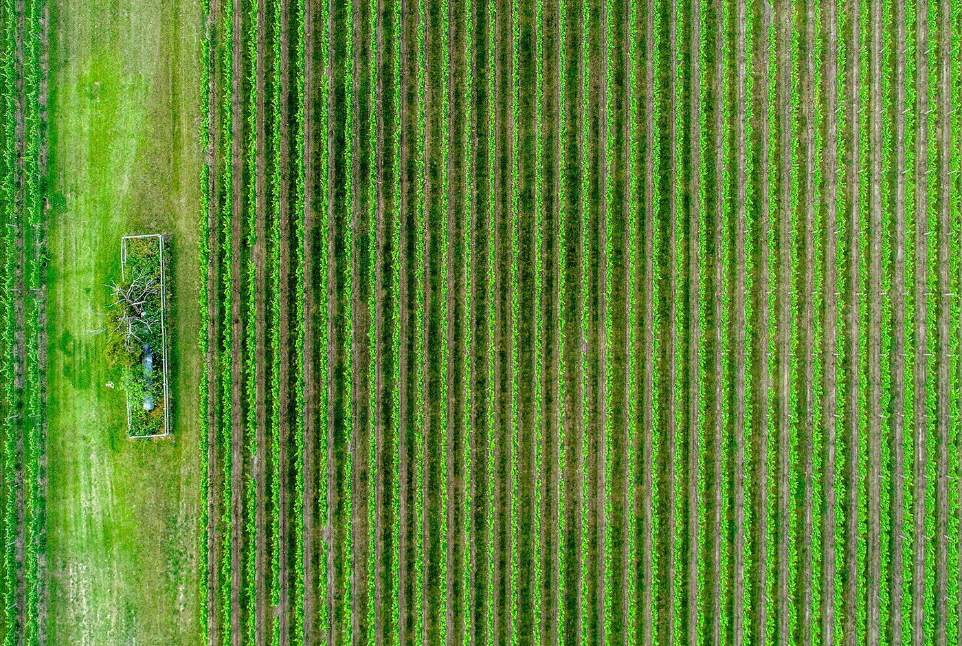 Imagen de Cooperativas Agrícolas