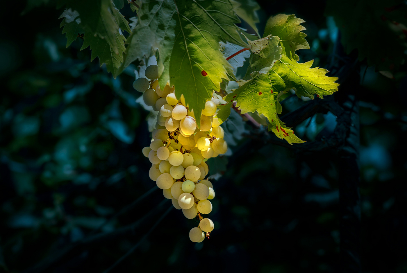 Imagen de Chacolí, un patrimonio relicto de la vitivinicultura chilena