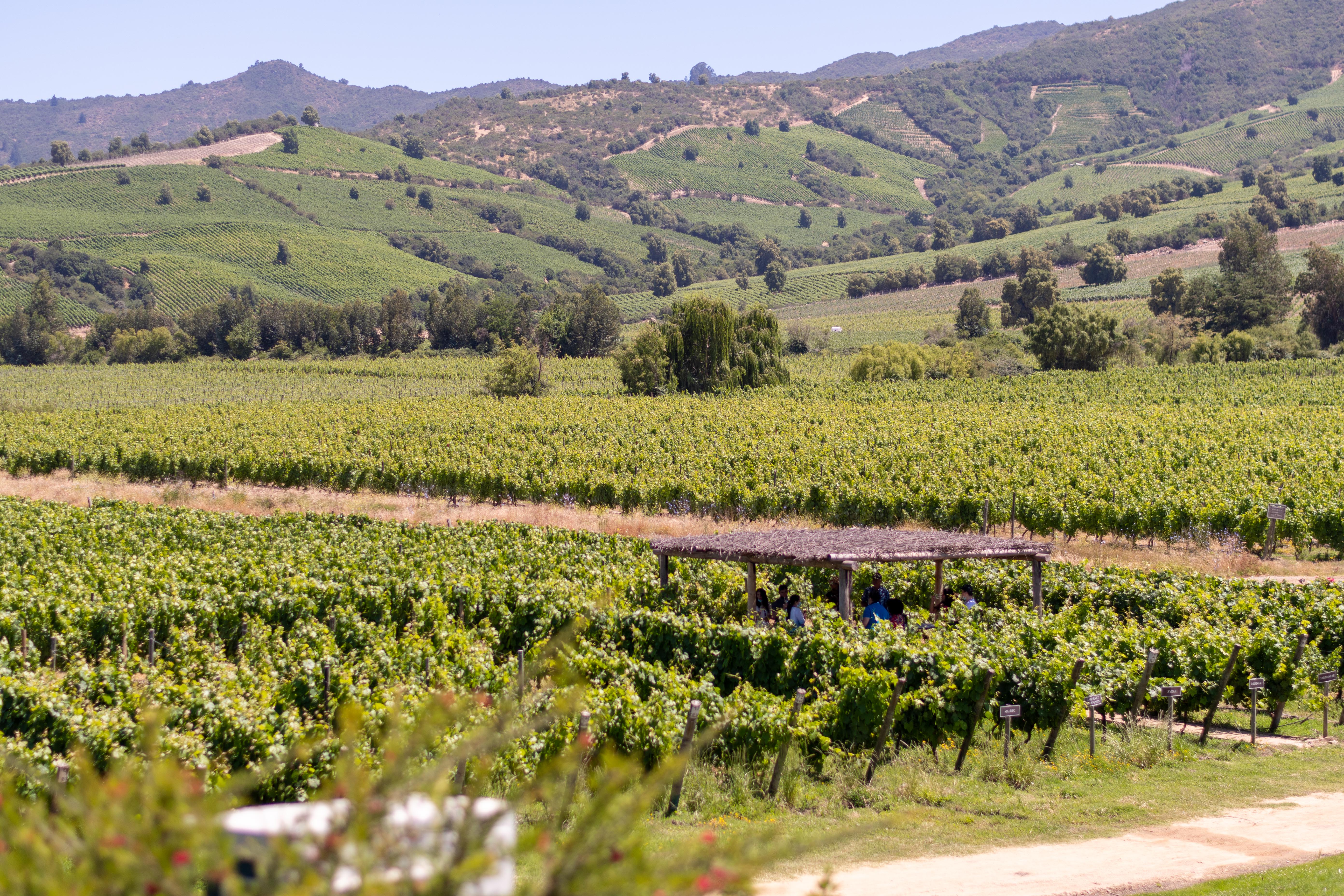 Imagen de Challenges and opportunities: The wine tourism sector in Chile