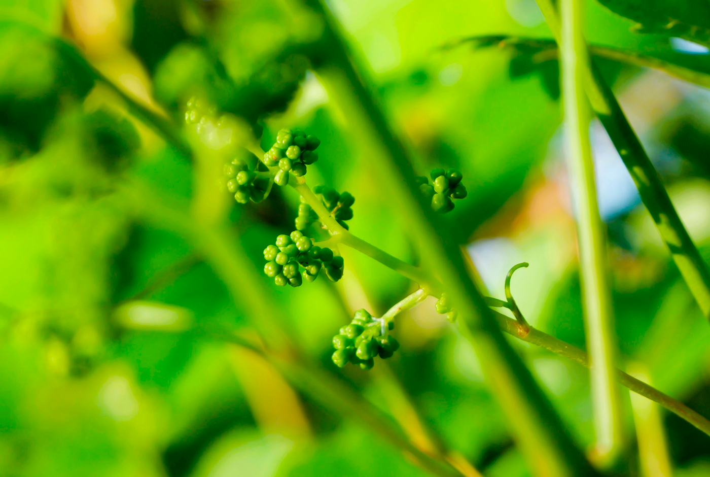 Imagen de Día del Enólogo: Homenaje a Don Ruy Barbosa, arquitecto de la enología chilena