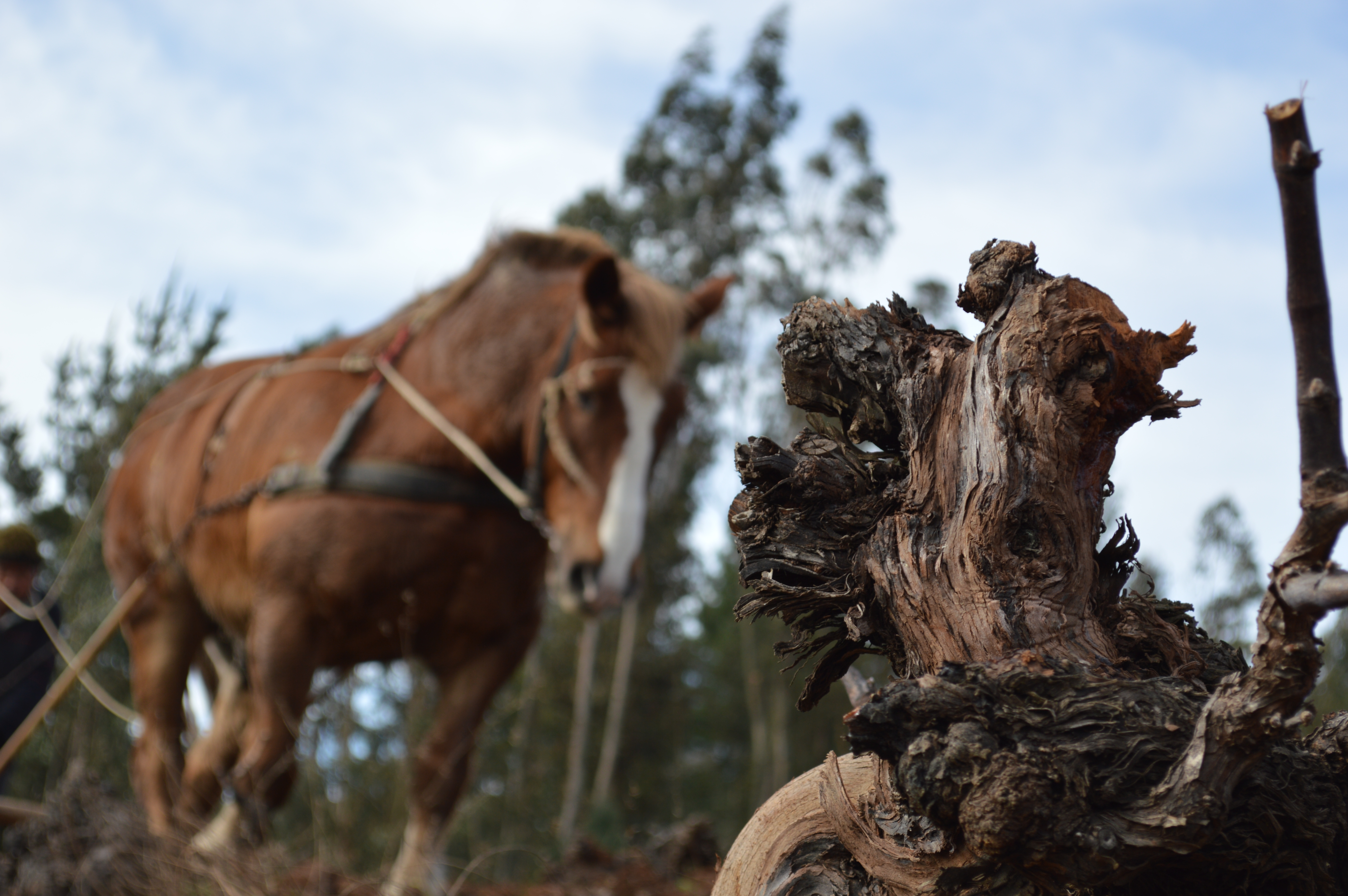Imagen de El Valle del Itata: Una gran historia aún no contada