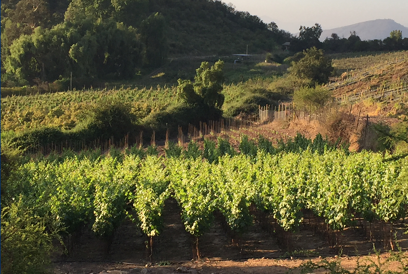 Imagen de El maravilloso camino de la vitivinicultura regenerativa