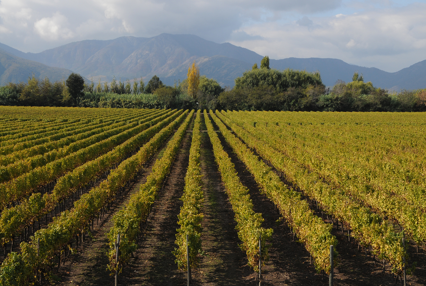 Imagen de El milagro agroexportador chileno y sus desafíos inmediatos