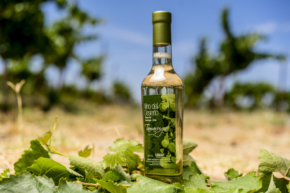 Imagen de El renacer de la vitivinicultura en la Pampa del Tamarugal