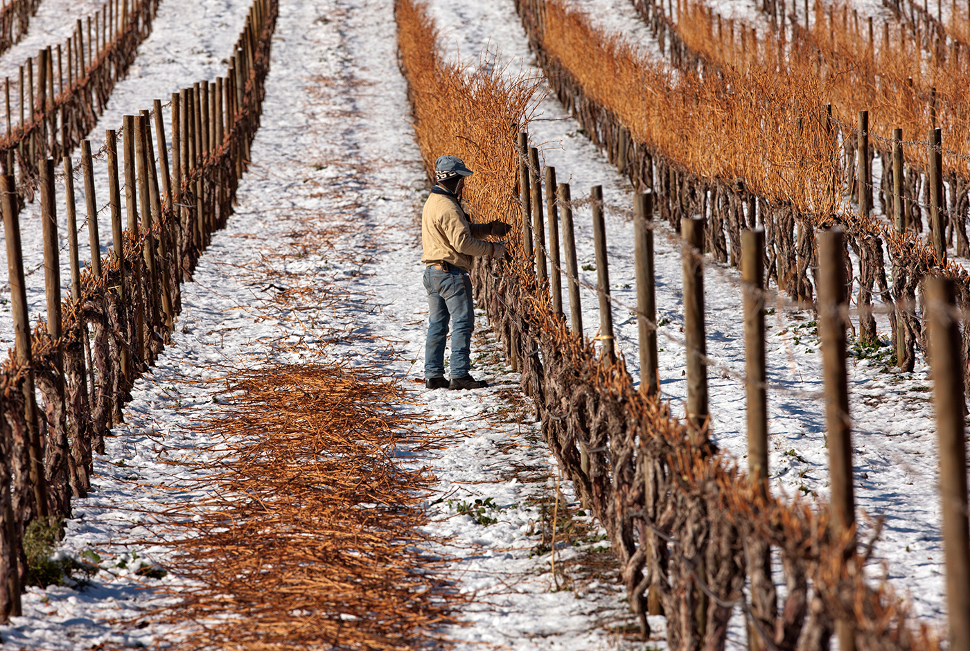 Imagen de El sector agropecuario nacional: principales desafíos