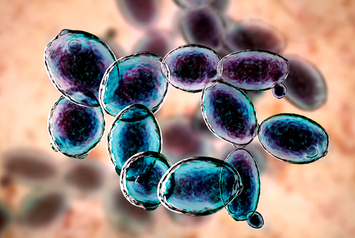 Imagen de En busca de la distinción fermentativa