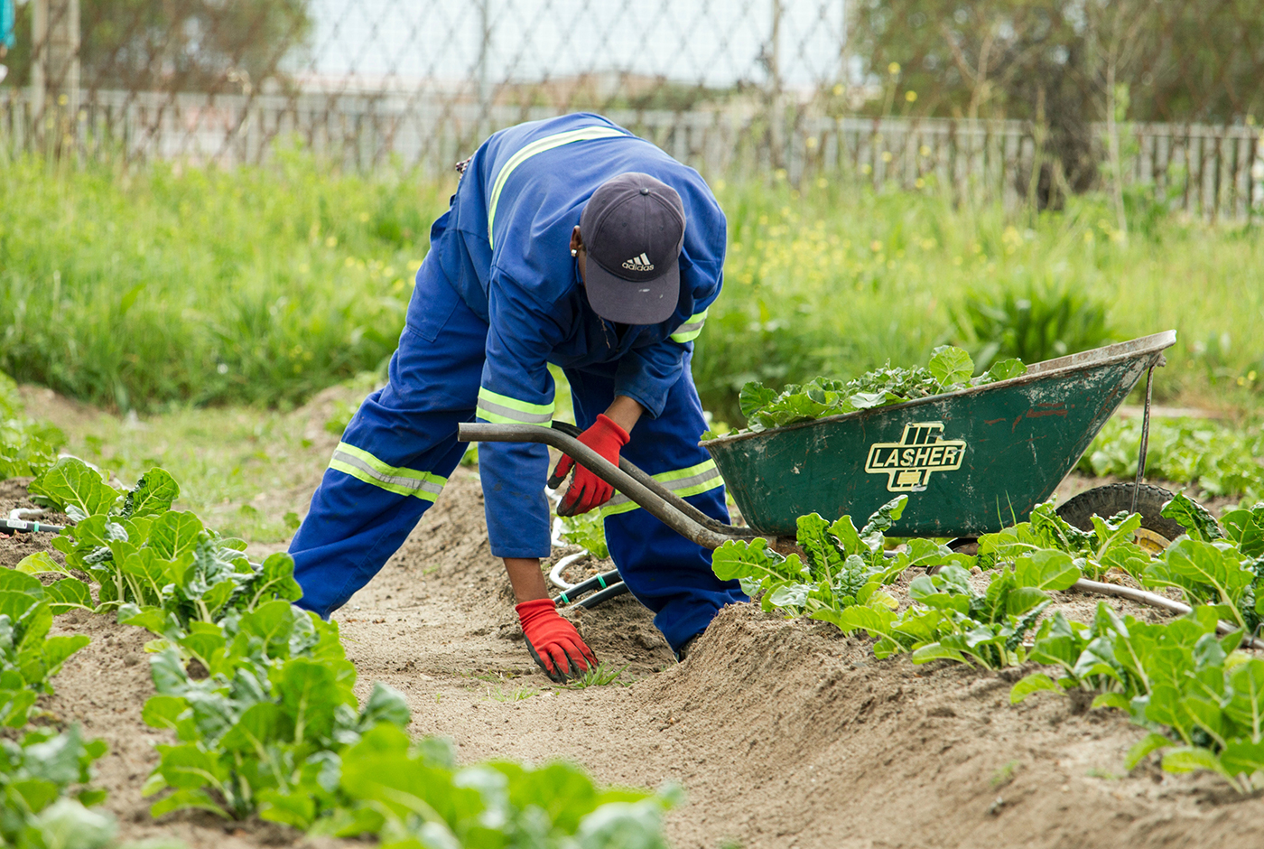Imagen de Escases de trabajo en el agro: ¿subir los salarios o aumentar la oferta?
