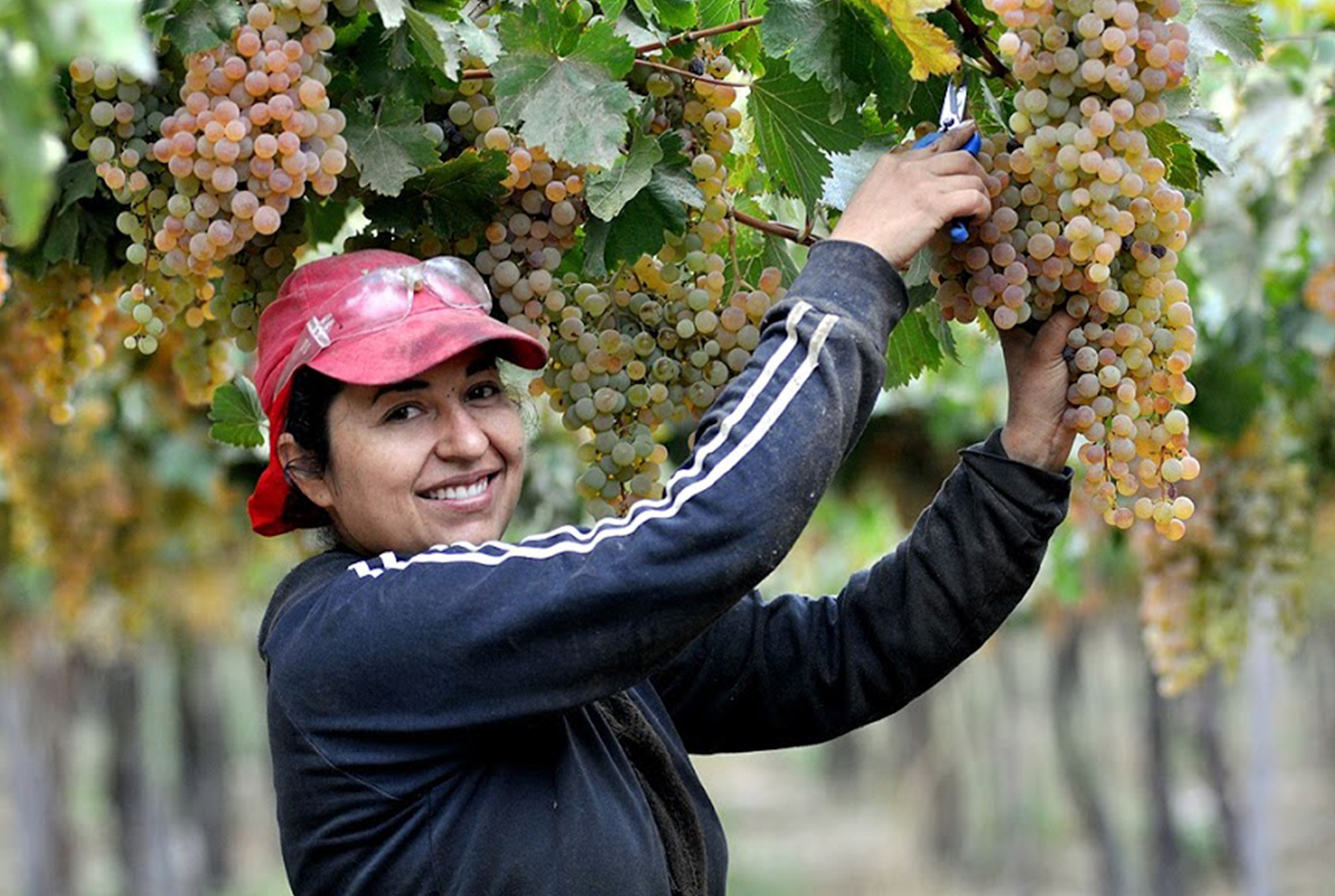 Imagen de La RSE en la industria del vino: ¿Se puede hacer más?