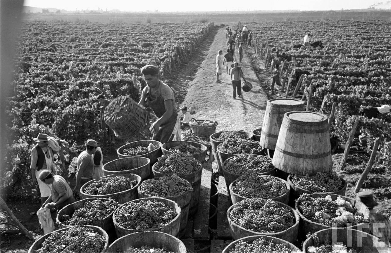 Imagen de La industria del vino en Chile durante la segunda mitad del siglo XIX