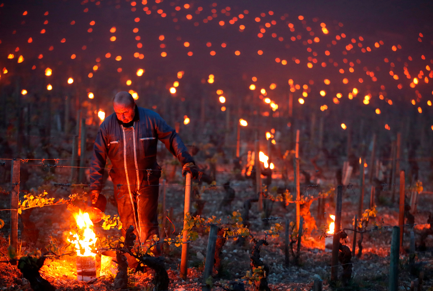 Imagen de Le gel et la vigne : un mauvais assemblage