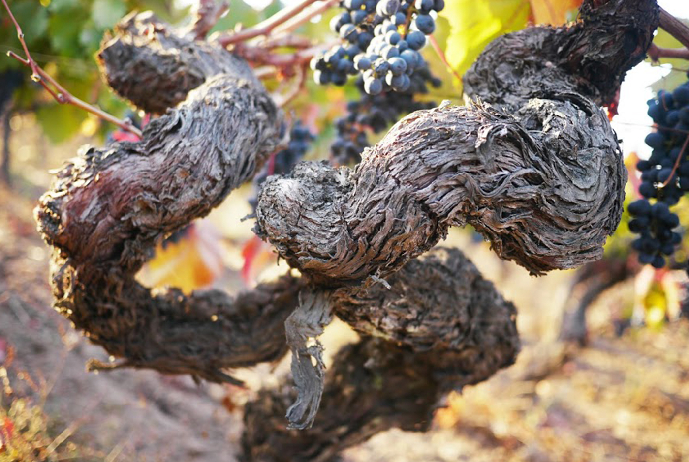 Imagen de Le vin chilien comme patrimoine mondial de l'UNESCO
