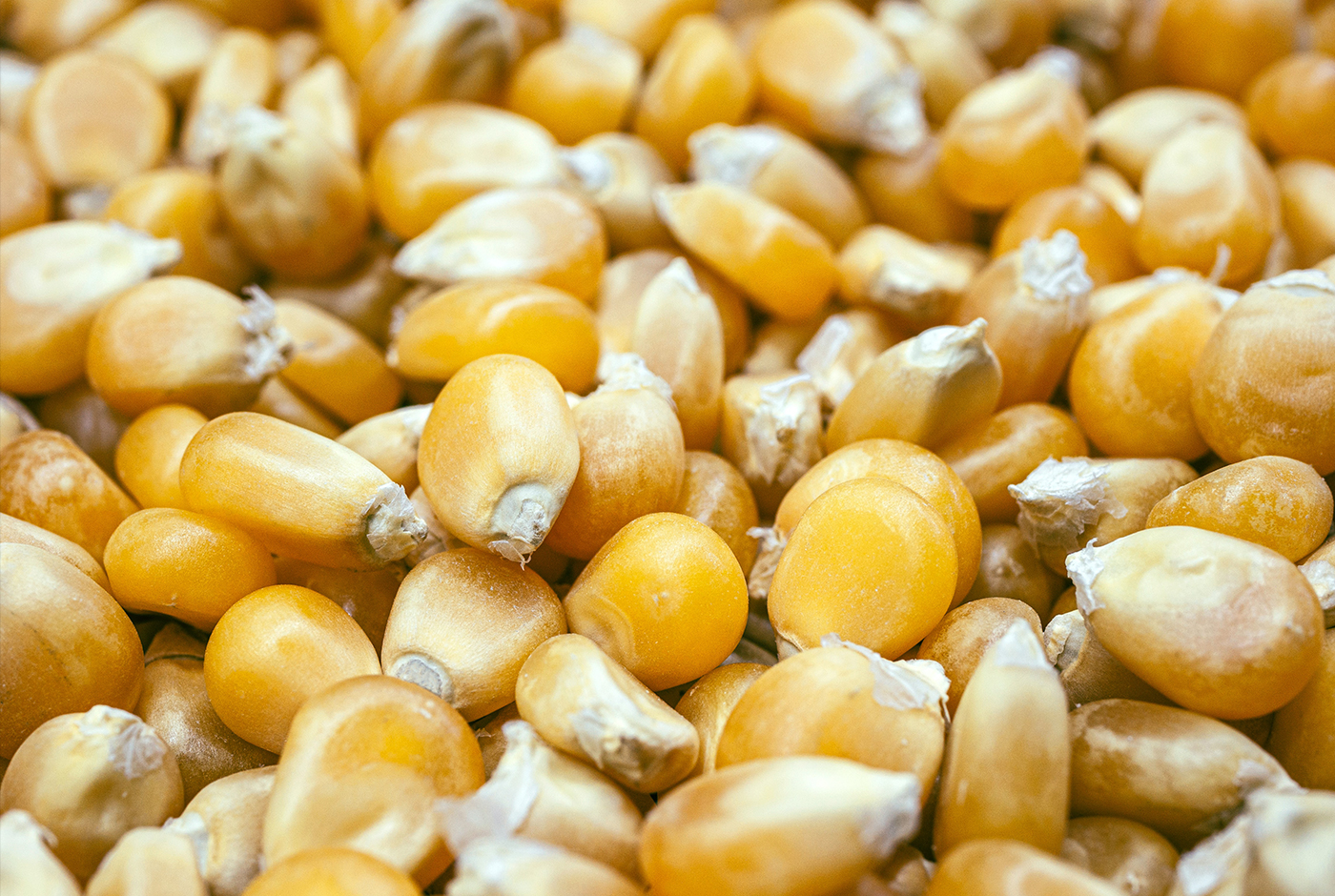 Imagen de Los ecos de la chuchoca