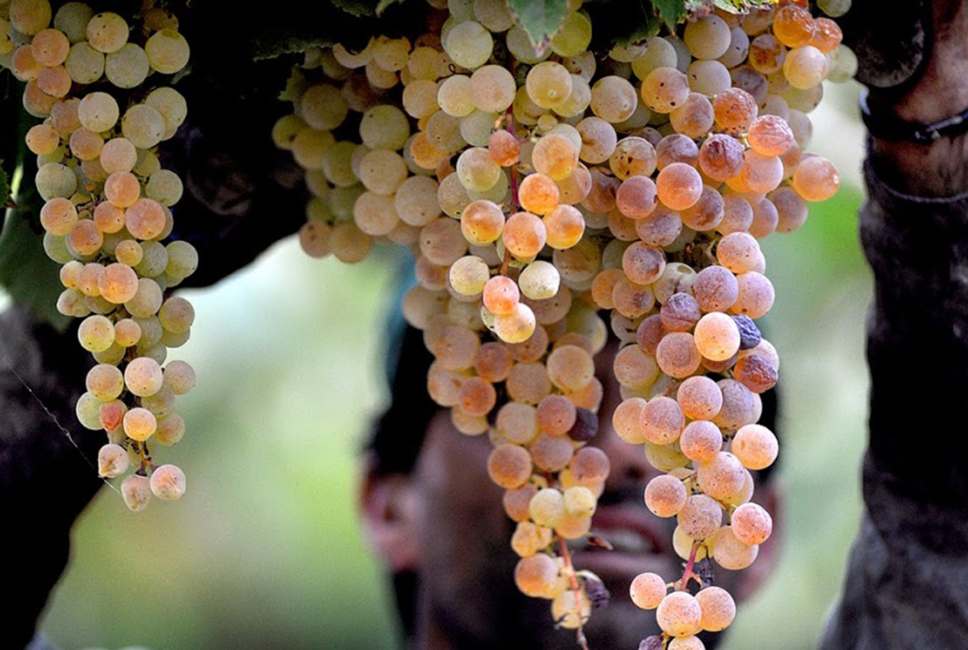 Imagen de Precio del vino, patrimonio e identidad