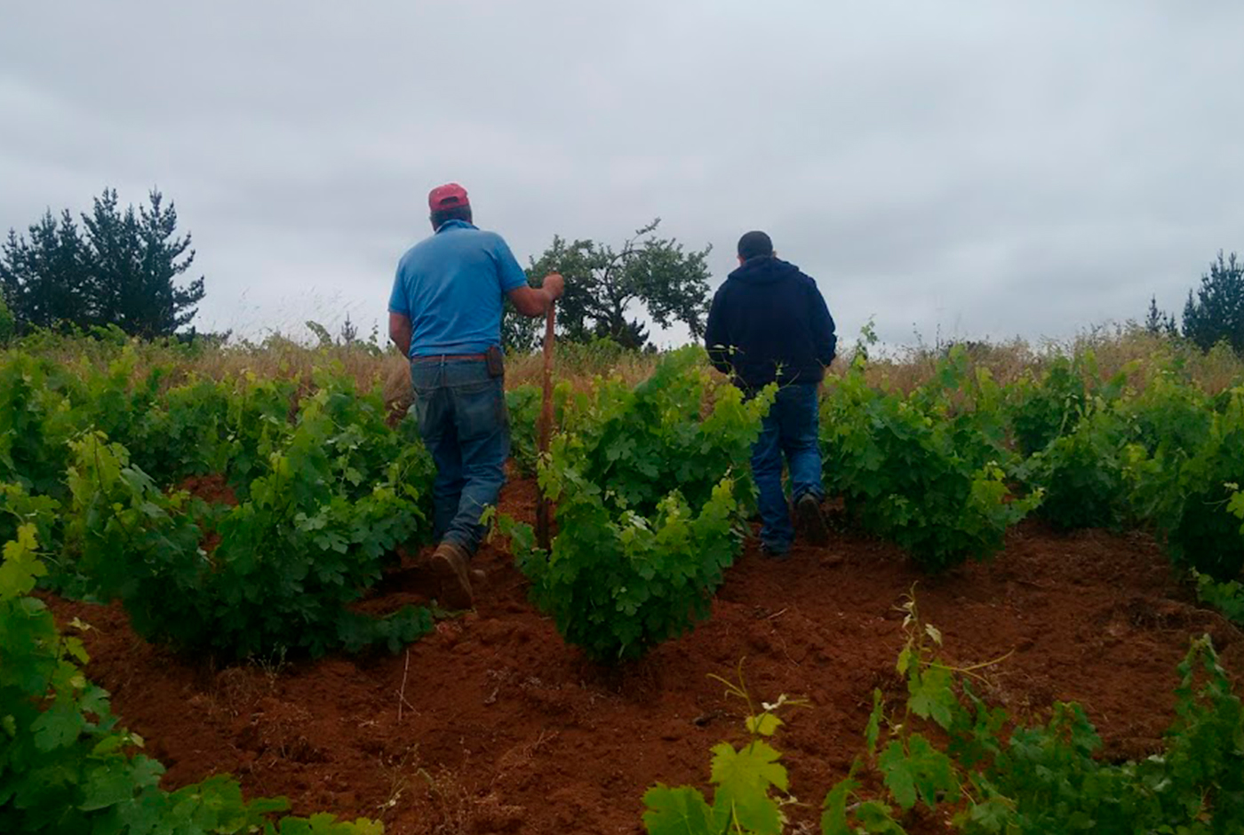 Imagen de Prix du vin, patrimoine et identité