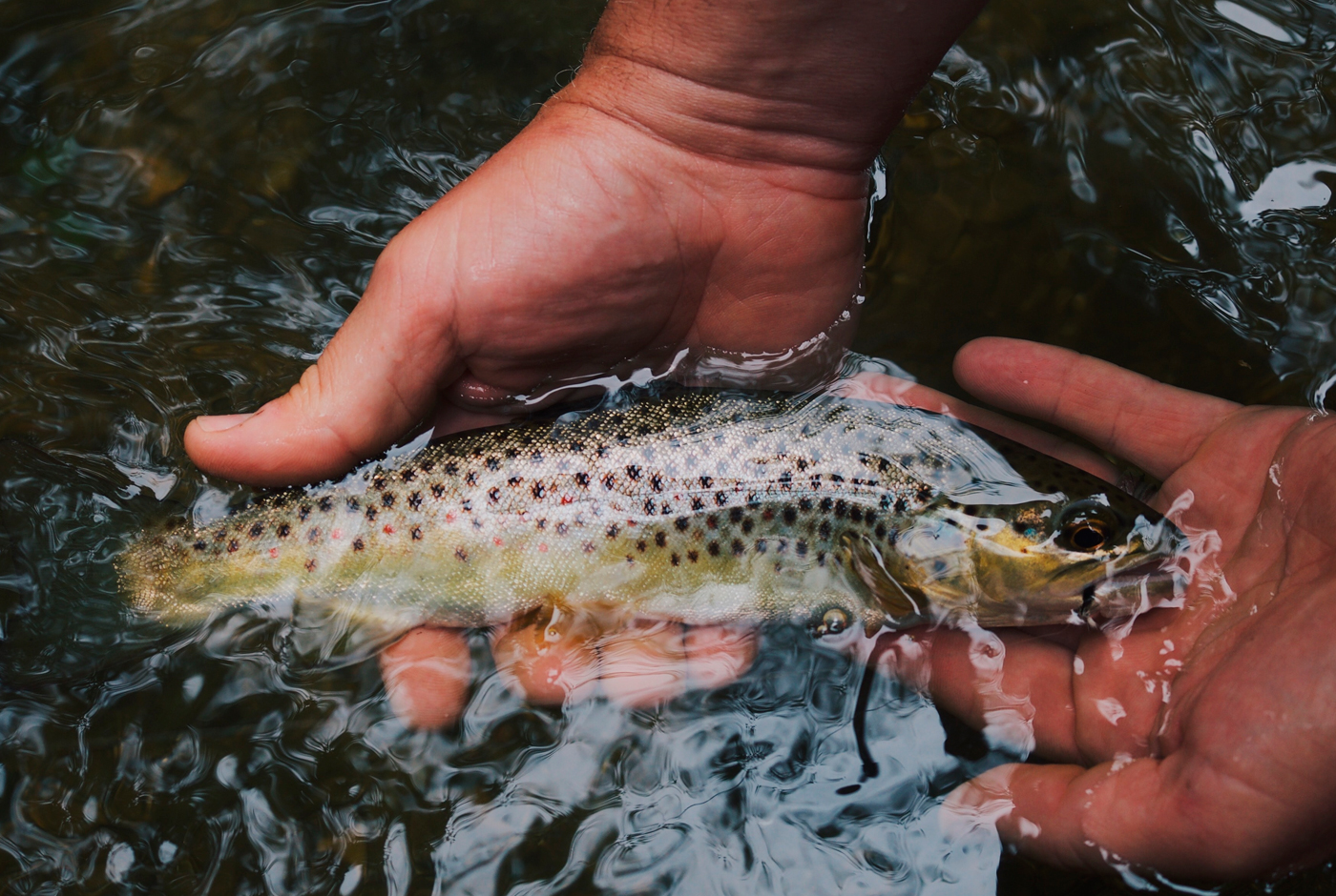 Imagen de Reseña histórica, características y desafíos de la industria del salmón