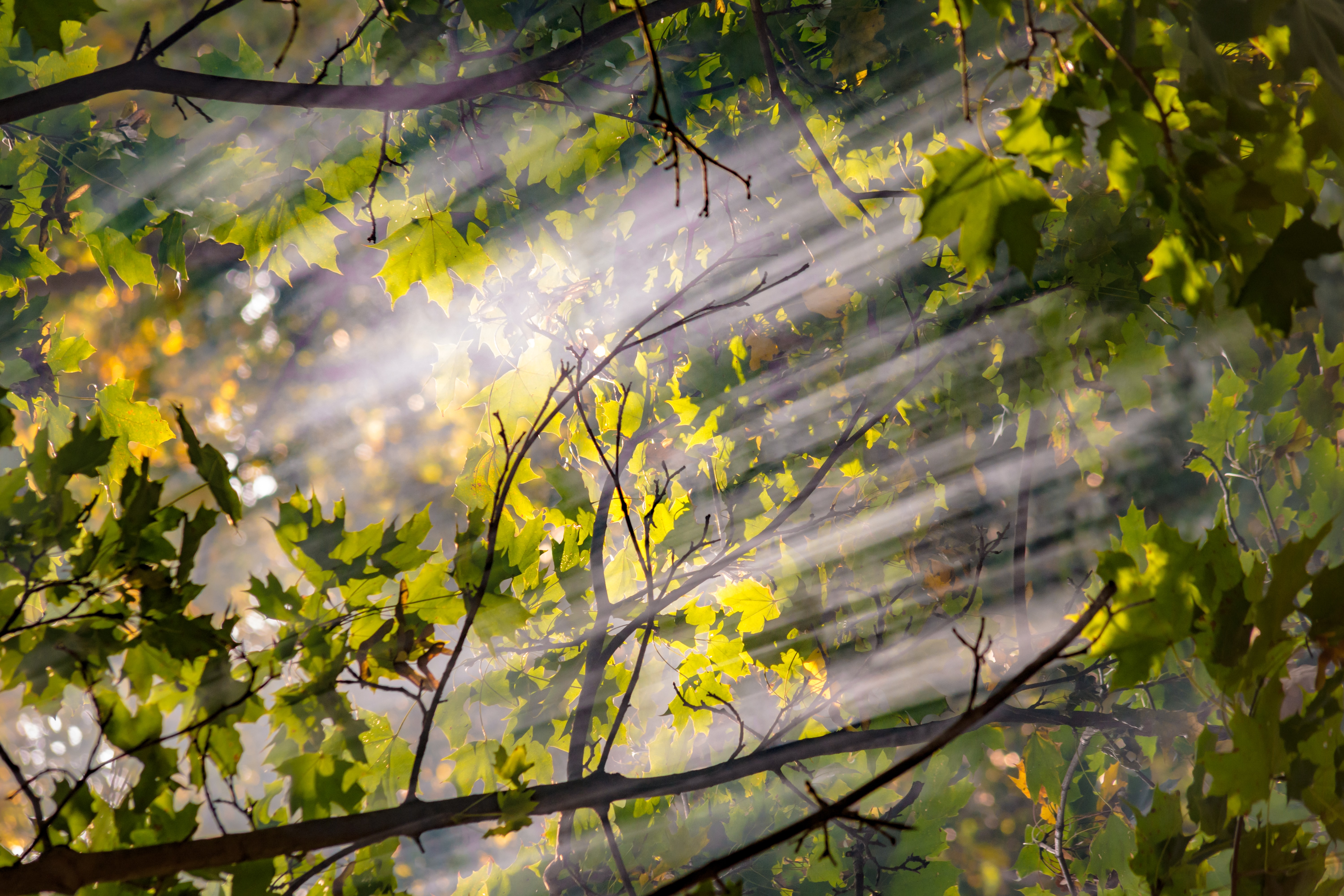Imagen de Uva País en el Cono Sur de América