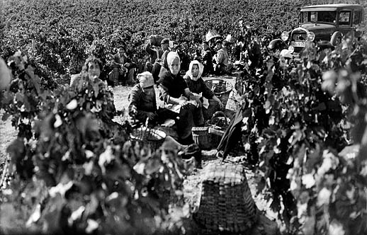 Imagen de Vendimias: una historia de celebración del trabajo campesino