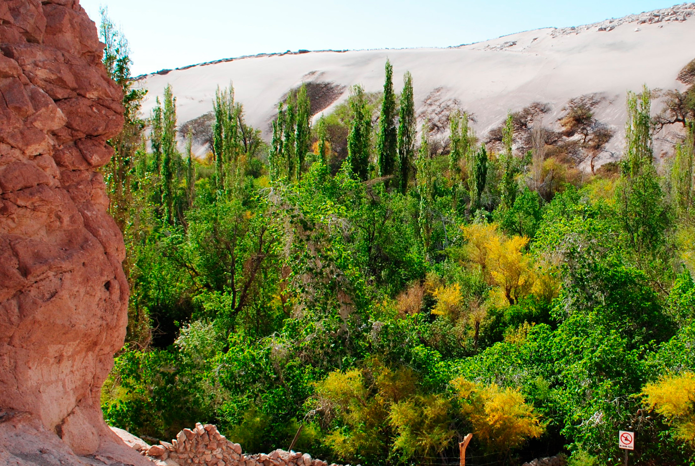 Imagen de Vinos del Desierto: el despertar del Norte Grande de Chile