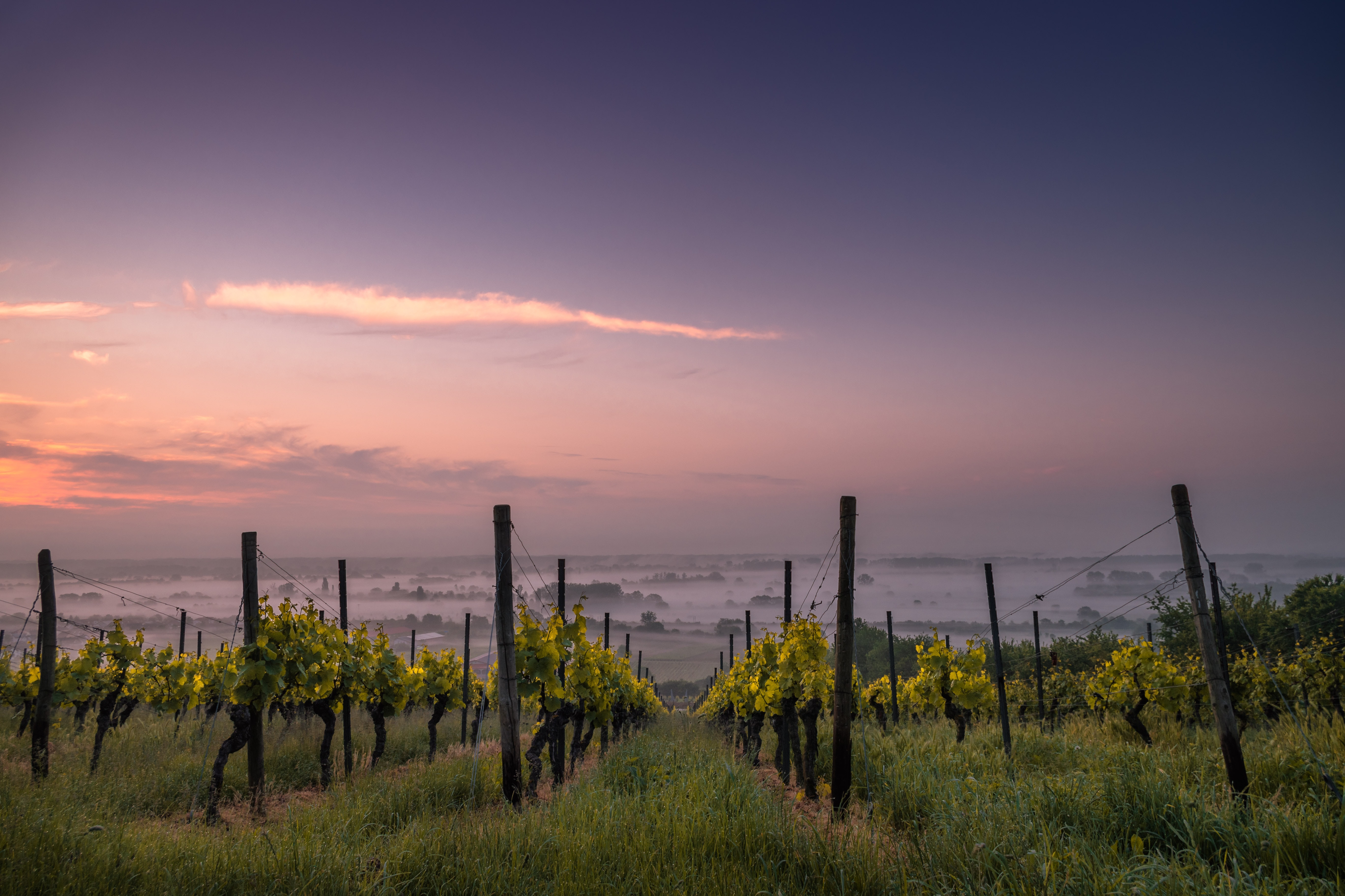 Imagen de Vinos en La Araucanía: un negocio con la identidad de la gente de la tierra 
