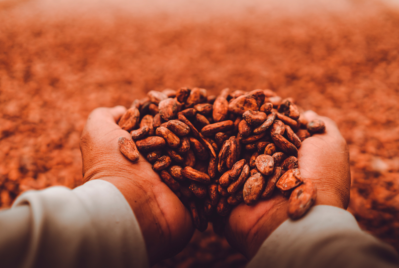 Imagen de Vinos y Chocolates: en la búsqueda de la armonía