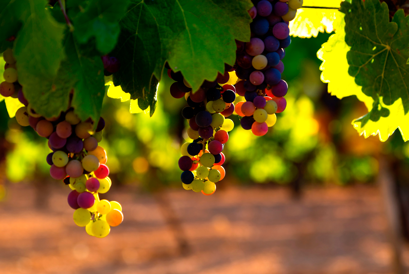 Imagen de ¿A qué sabe un buen pisco?