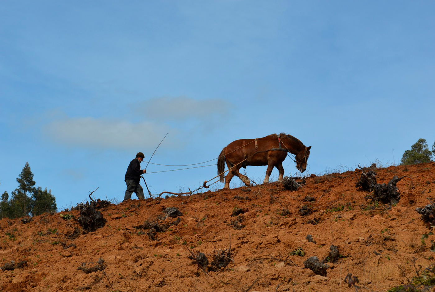 Imagen de ¿Qué es un “Viñedo Patrimonial”?